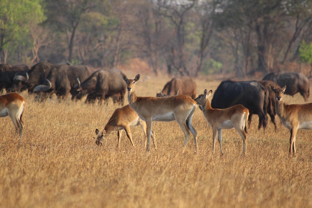 Chaminuka Lodge Lusaka Exteriér fotografie