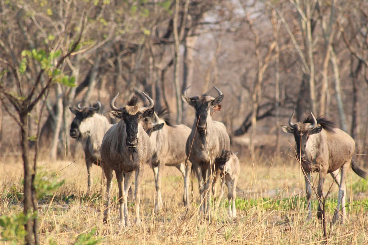 Chaminuka Lodge Lusaka Exteriér fotografie