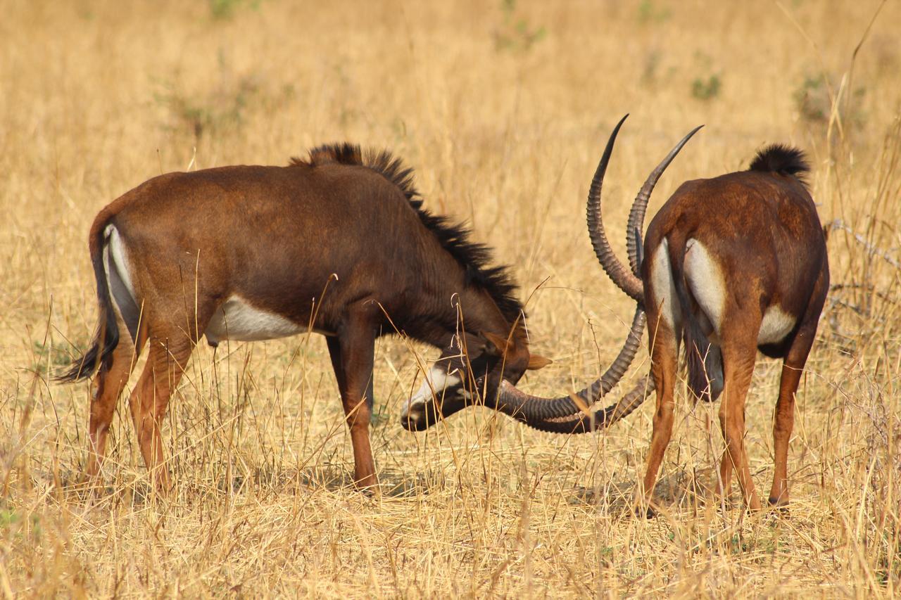 Chaminuka Lodge Lusaka Exteriér fotografie