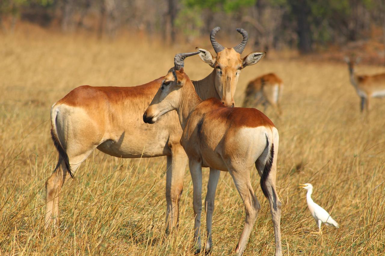 Chaminuka Lodge Lusaka Exteriér fotografie