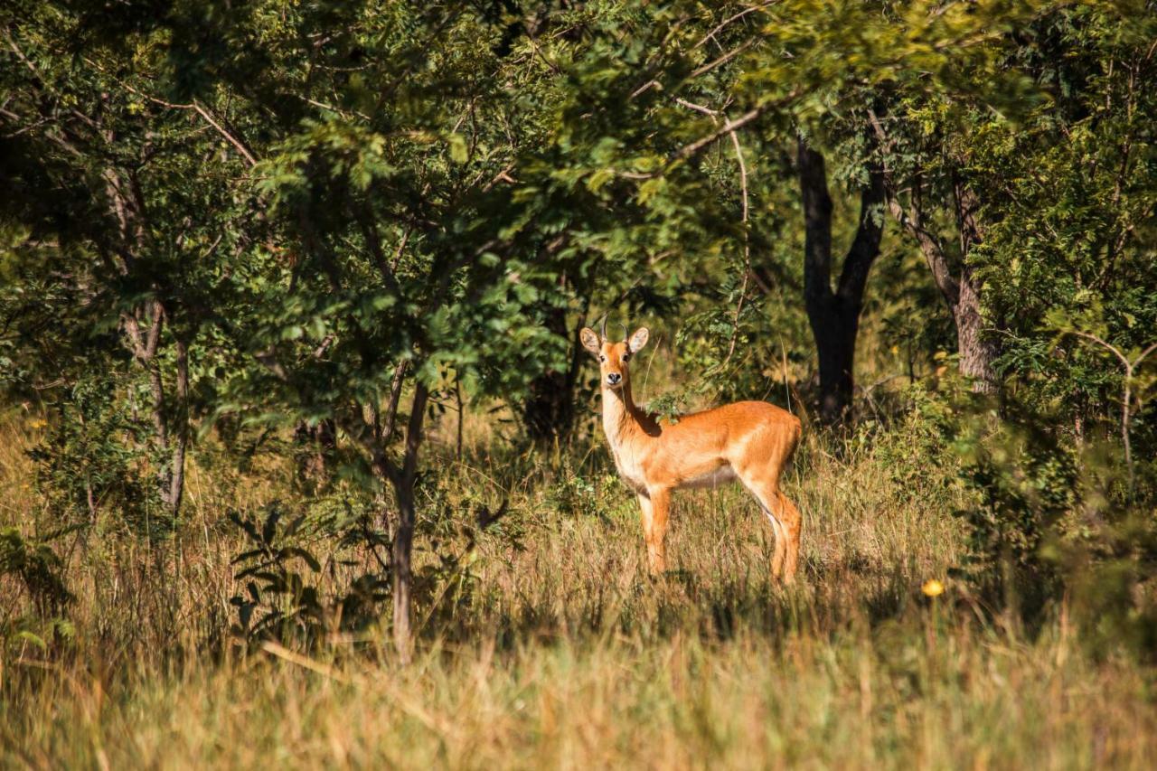 Chaminuka Lodge Lusaka Exteriér fotografie